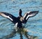 Tufted duck feeding among the pondweed), clean feathers