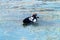 Tufted duck feeding among the pondweed), clean feathers