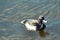 Tufted duck feeding among the pondweed), clean feathers