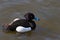 Tufted duck male