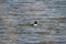 Tufted duck male swims in the water. Water droplets on the feathers and head. In dark blue water