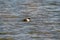Tufted duck male swims in the water. Water droplets on the feathers and head. In dark blue water