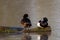 Tufted duck pair perched on a log on a pond in London