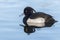 A tufted duck reflected in still water