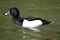The tufted duck is a small diving duck with a population of close to one million birds.