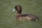 The tufted duck is a small diving duck with a population of close to one million birds.