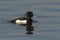 Tufted Duck swimming in water