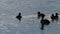 Tufted duck with young on fresh water lake.