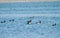 Tufted ducks and Common Coots in lake