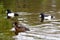 Tufted ducks, Dublin, Ireland