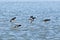 Tufted Ducks are flying over a lake