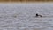 Tufted Ducks in a pond diving