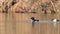 Tufted Ducks preening feathers