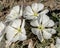 Tufted Evening Primrose Blossoms Linger Open in the Morning