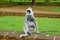 Tufted Gray Langur