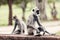 Tufted gray langur monkeys in Anuradhapura