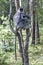 A Tufted Gray Langur sits in a tree in the Minneriya National Park.