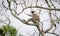 Tufted gray langur sitting on a tree and looking at the camera, dark gloomy clouds in the background, monkey isolated in Yala