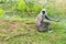 Tufted grey langur in Yala, Sri Lanka