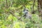 Tufted grey langur in Yala, Sri Lanka