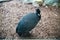 Tufted Guinea fowl, Guttera pucherani, on a background of pebbles. Birds, ornithology,