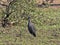 Tufted guineafowl, Numida meleagris, Awash National Park, Ethiopia