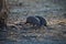 Tufted guineafowl, Numida meleagris mitratus,Bwabwata National Park, Namibia