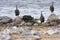 Tufted guineafowl, Numida meleagris mitratus,in Etosha National Park, Namibia