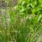 Tufted Hairgrass, Deschampsia cespitosa