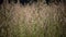 Tufted hairgrass deschampsia cespitosa wind swings a grass in summer sunny day