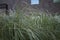 Tufted leaves of Cortaderia selloana plants