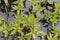 Tufted loosestrife Lysimachia thyrsiflora flowering plants in a bog