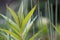 Tufted loosestrife Lysimachia thyrsiflora plant in bog