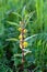 Tufted loosestrife (Naumburgia thyrsiflora)