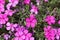 Tufted phlox, Phlox douglasii