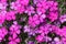 Tufted phlox, Phlox douglasii