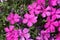 Tufted phlox, Phlox douglasii