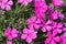 Tufted phlox, Phlox douglasii