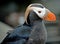 Tufted Puffin