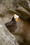 Tufted Puffin