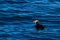 Tufted Puffin with fish in its beak