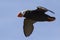 Tufted puffin flying over the island cloudless summer