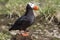 Tufted puffin sitting on a hummock near