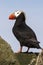 Tufted puffin that stands between the
