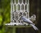 Tufted Titmice on a Bird Feeder