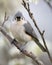 Tufted Titmouse