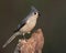 Tufted Titmouse