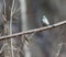 Tufted Titmouse.