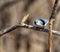 Tufted Titmouse.