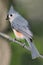 Tufted Titmouse